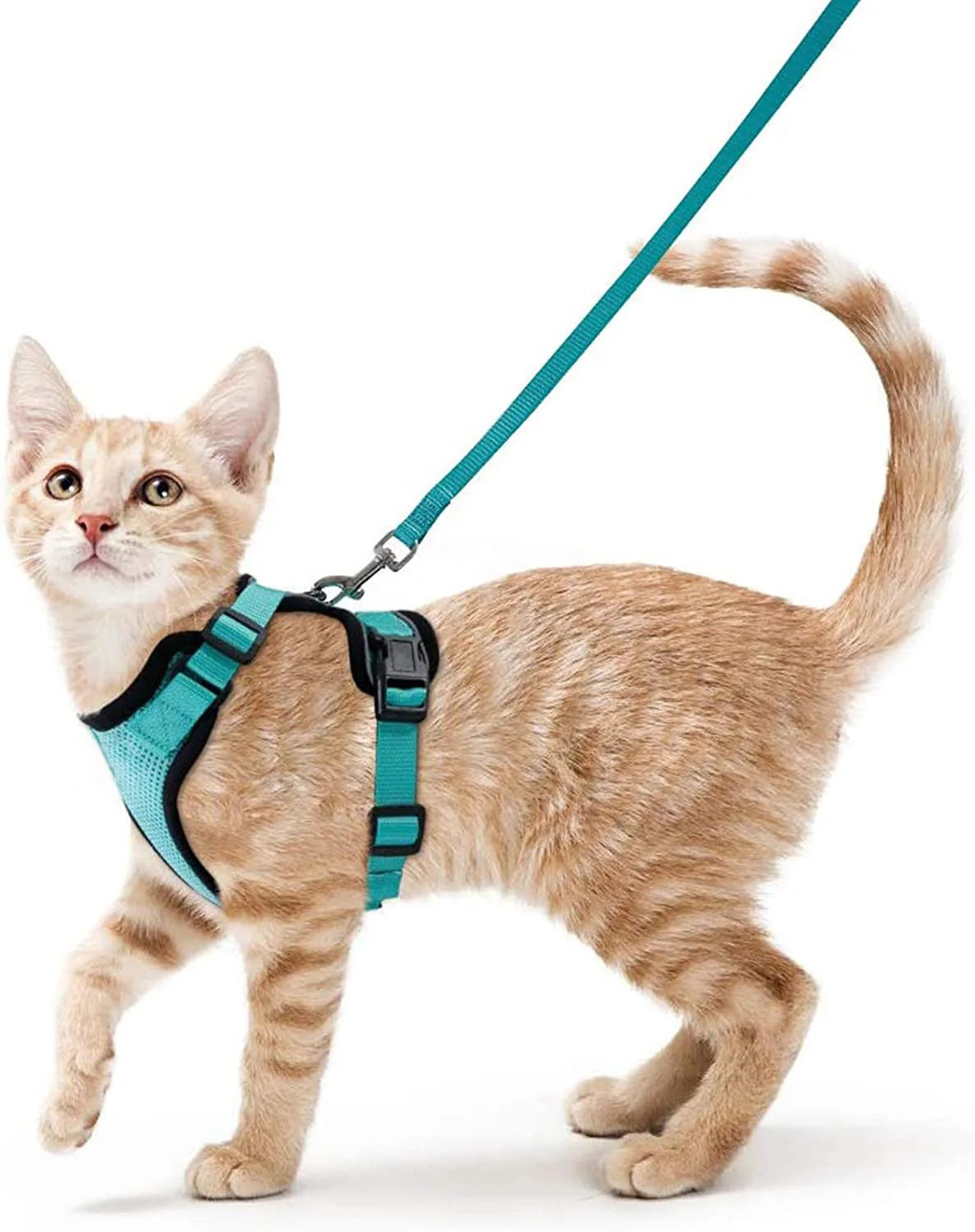 Cat harness & leash